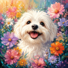 Bichon Fleuri