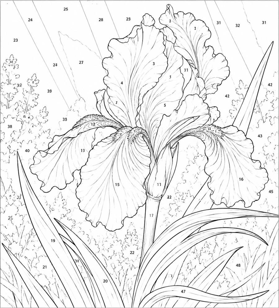 Iris Majestueux